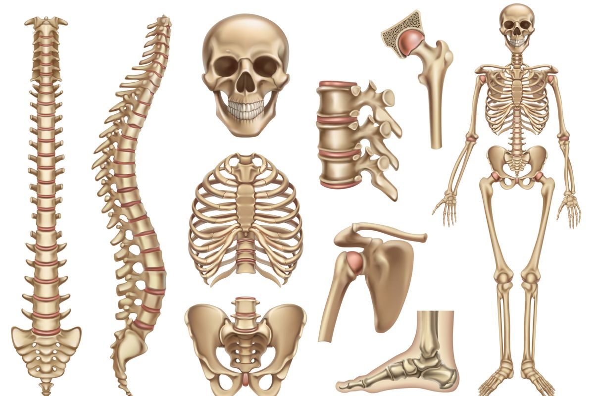 desain kaos tulang rusuk manusia
